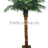 Fan Palm Tree