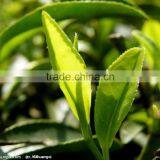 Raw Material 100 Pure Natural Tea Tree Oil