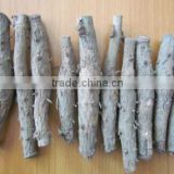 Teak Rhizome - Big - Teak Wood / Seeds / Seedlings (Tectona grandis)