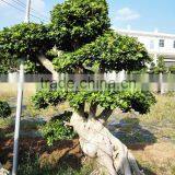 Different size of Big ficus outdoors plants