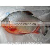 Black Pomfret Farm Fresh Fish for Sale thumbnail-1
