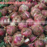 Hybrid Onion Seeds for Growing-red Preciousness thumbnail-1