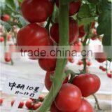 Super High Yield Top Quality Hybrid F1 Indeterminate Growth Big Pink Tomato Seeds For Growing-Zhong Yan No.10 thumbnail-1
