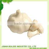 China Fresh Normal White Garlic Can Provide thumbnail-2