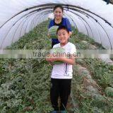 UV Protect Anti Fog Transparent Co Extruded PE Cover Film PE Mulch Film for Watermelon Greenhouse thumbnail-4