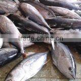 Yellowfin Tuna/longfin Tuna thumbnail-1