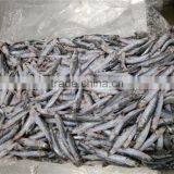 New Landing Fresh Frozen Anchovy for Fish Meal thumbnail-1