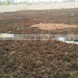 Gracilaria, Euchema Spinosum And Cottoni Seaweeds thumbnail-2