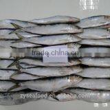 IQF Can Fish Frozen Sardine Fish thumbnail-1