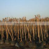 Lagerstroemia Indica 1.4-1.5m Trunk High Landscaping Tree thumbnail-2