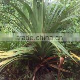 Pandanus Utilis, Screw Pine, Screw-Pine thumbnail-3