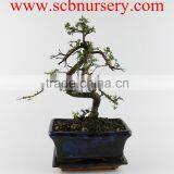 Zelkova 15cm Art thumbnail-1