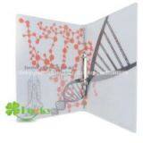 2 O Ring Binder thumbnail-1