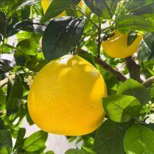 Commercial Grade Fake Grapefruit Tree 7FT-21FT Fire Retardant & Windproof for Theme Parks, ECO Certificated Trunk thumbnail-4