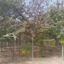 Red Beech Tree thumbnail-5