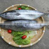 300-500g Frozen Bonito