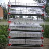 Direct Manufacture Quail Cage With Automatic Drinking System