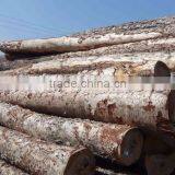 Pine Birch Logs FSC WOOD thumbnail-4
