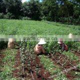 Oolong Tea - Viet Nam Jin Xuan Oolong Tea thumbnail-4