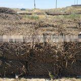 Licorice Root Exporters From India thumbnail-3