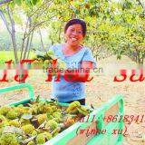 Rich Vitamin Chinese Chestnut thumbnail-1