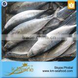 2016 Best Sale Frozen Sarda Sell Fresh Tuna Fish thumbnail-4