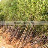 Phyllostachys Nigra Cold Hardy Bamboo thumbnail-1