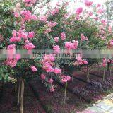 Lagerstroemia Indica D7cm Trunk Height 1.8m thumbnail-6