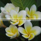 Plumeria Rubra Trees thumbnail-1