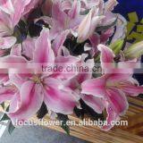 Good Quality Yellow Lily Flower Cut Fresh Lily From Kunming thumbnail-5