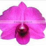 Thailand High Quality D-008 Dendrobium Miss Singapore Orchid thumbnail-1