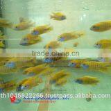 Malawi Cichlid Fish Farm for Sale and Export thumbnail-1