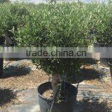 Olive Tree - Olea Europaea "Florida" thumbnail-3
