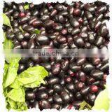 Eugenia Jambulana Extract thumbnail-3