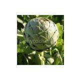 Supplying Artichoke Extract Cynarin thumbnail-1