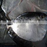 Fujian Frozen moonfish