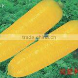 Yellow Skin High Quality Hybrid Carrot Seeds