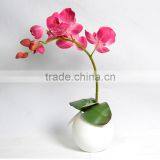 Single-stem Phalaenopsis Silk Orchid Plant thumbnail-1