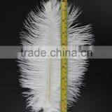 ZPDECOR Wholesale Exporting Selected Prime Quality From 12'' to 14'' White Ostrich Feather for Sale thumbnail-4