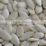 High Quality Snow White Pumpkin Seeds 11cm 13cm, New Crop thumbnail-2