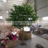 Ginkgo Biloba Supplements Artificial Ginkgo Biloba thumbnail-5