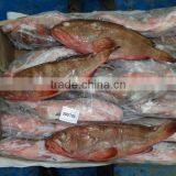 Reef Code - Red Belly thumbnail-3