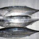 Skipjack Tuna thumbnail-2
