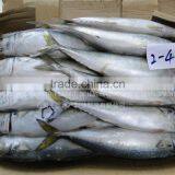 High Quality Fresh Sea Frozen Cheap Pacific Mackerel thumbnail-1