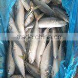 Land Frozen Fresh BQF Size 100-200g Pacific Mackerel ( Scomber Japonicus ) thumbnail-1