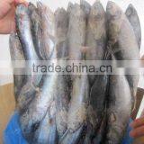 Frozen Bonito (200-300g) thumbnail-1