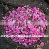 Rosa Damascena Rose Oil thumbnail-1