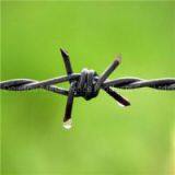 Double Strand Barbed Wire thumbnail-1