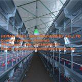 Qatar Brooding Chicks in Room for Chicken Supplies With Baby Chicken Cage & Chicks Coop