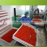 Goji Berry From China thumbnail-1